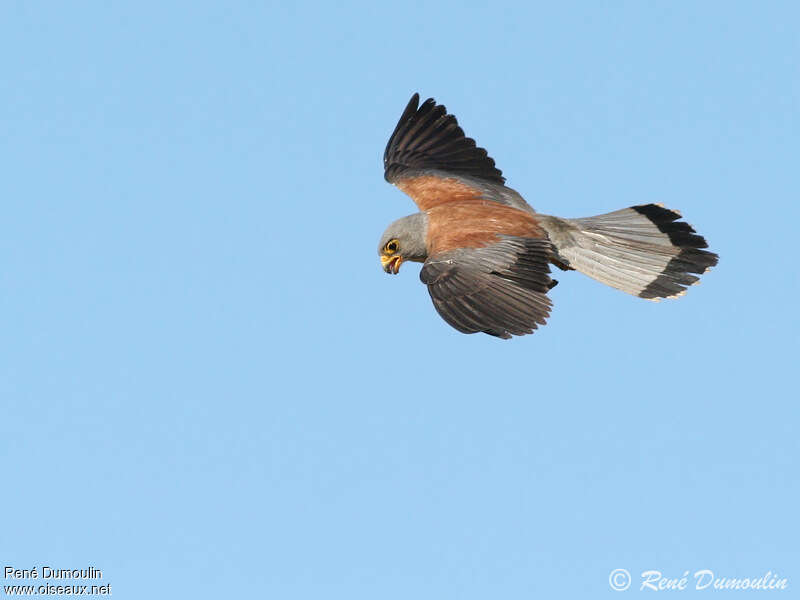 Lesser Kestrel male adult, Flight