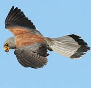 Lesser Kestrel