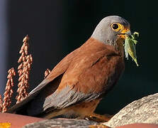 Lesser Kestrel