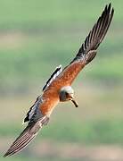 Lesser Kestrel