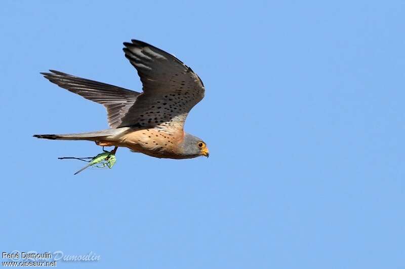 Lesser Kestrel male adult, Flight, feeding habits