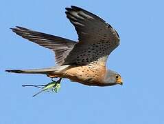 Lesser Kestrel