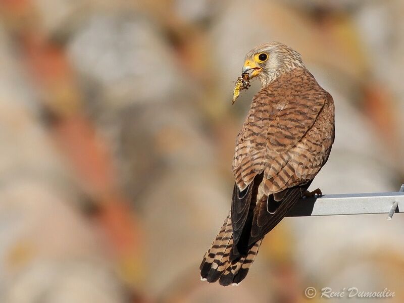 Lesser Kestrel female adult, identification, feeding habits