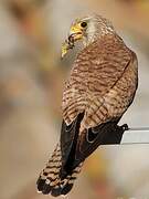 Lesser Kestrel