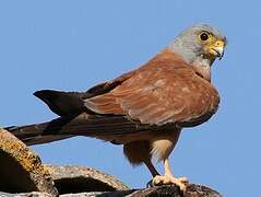 Lesser Kestrel