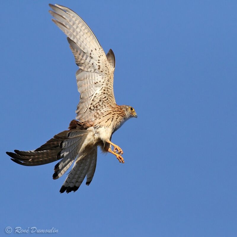 Lesser Kestrel female adult, Flight