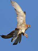 Lesser Kestrel