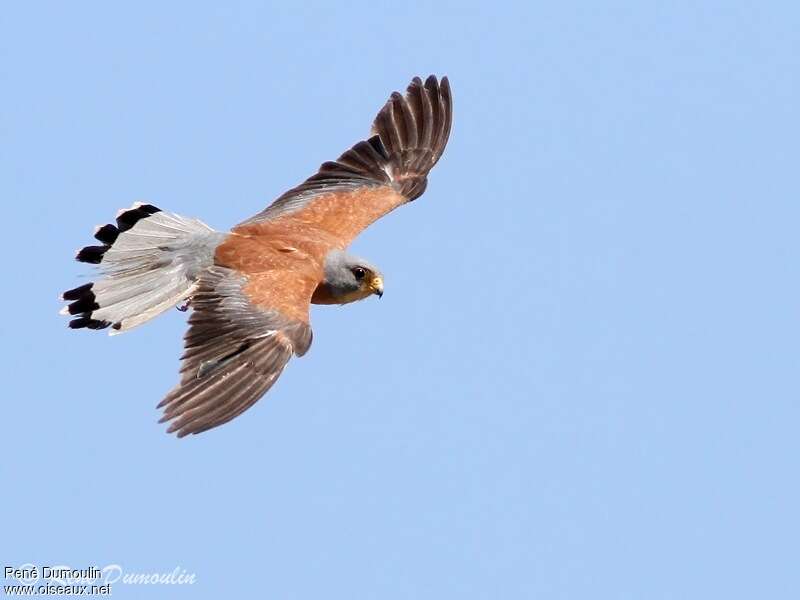 Lesser Kestrel male adult, Flight