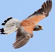 Lesser Kestrel