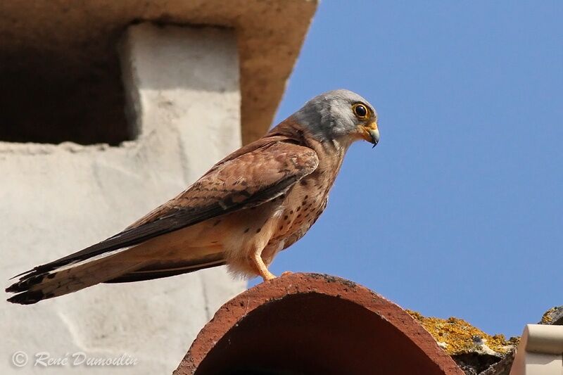 Lesser Kestrel male adult, identification