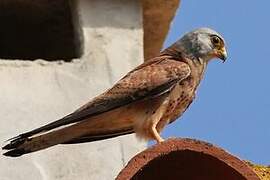 Lesser Kestrel