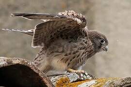 Lesser Kestrel