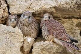 Lesser Kestrel