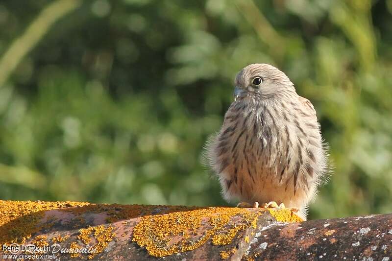 Lesser Kestreljuvenile, identification