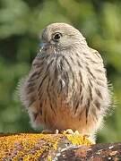 Lesser Kestrel