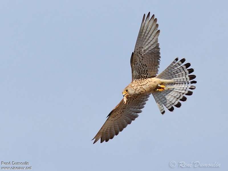 Lesser Kestrel female adult, Flight