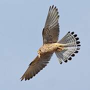 Lesser Kestrel