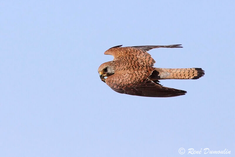 Lesser Kestrel female adult, Flight