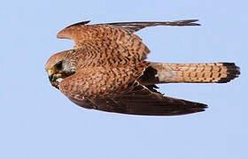 Lesser Kestrel