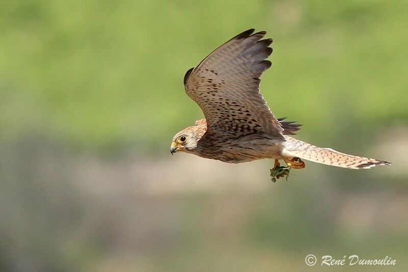 Lesser Kestrel female adult, Flight