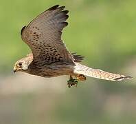 Lesser Kestrel