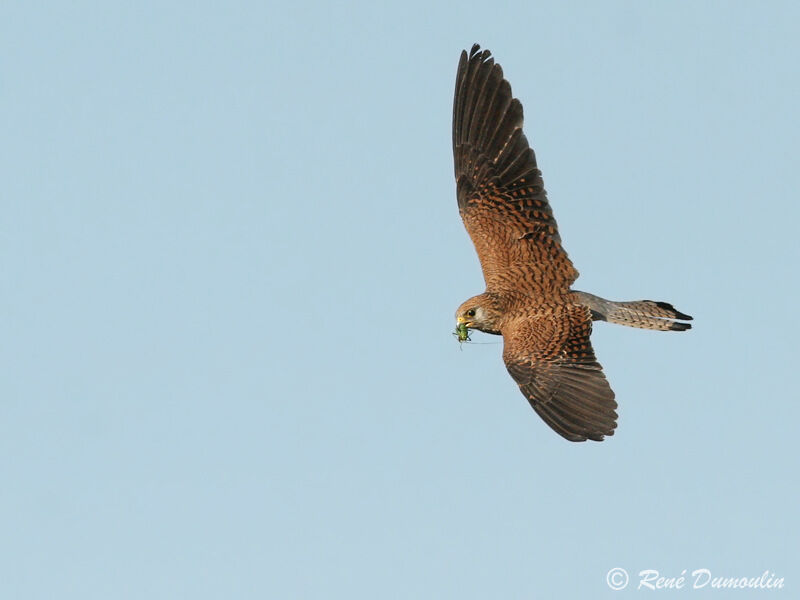 Lesser Kestrel