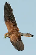 Lesser Kestrel