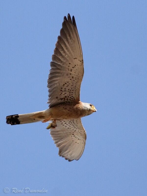 Lesser Kestrel male adult breeding, identification, Flight, feeding habits