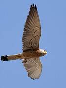 Lesser Kestrel