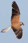 Lesser Kestrel