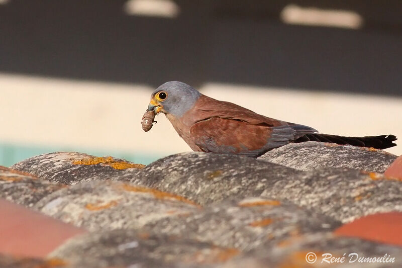 Lesser Kestrel male adult, identification, feeding habits, Reproduction-nesting