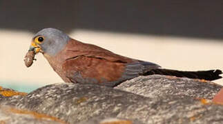 Lesser Kestrel