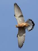 Lesser Kestrel