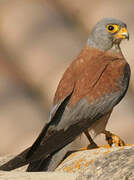 Lesser Kestrel