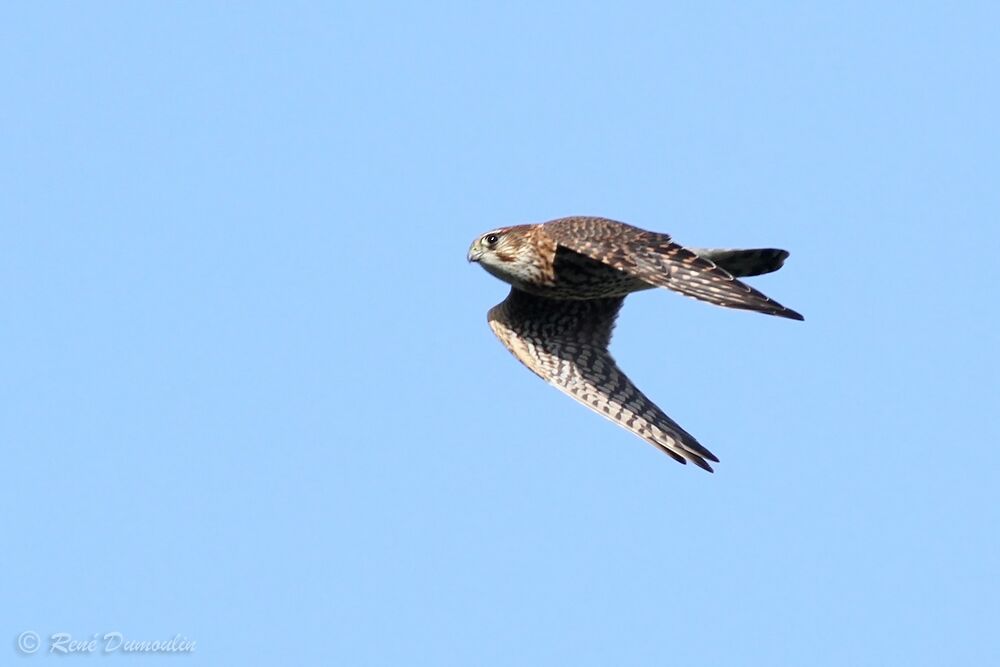 Merlin female adult, Flight