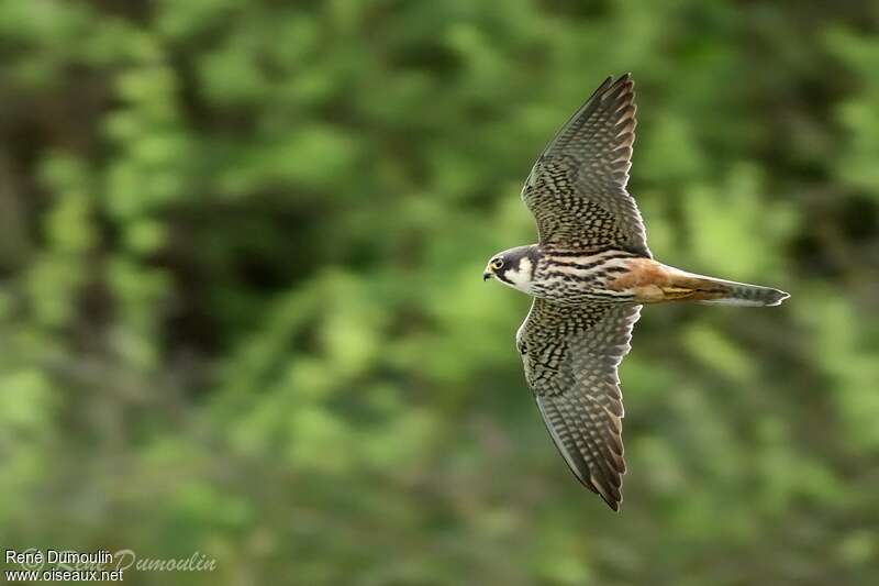 Eurasian Hobbyadult, Flight