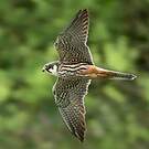 Eurasian Hobby