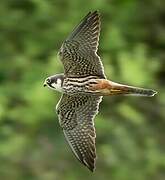 Eurasian Hobby