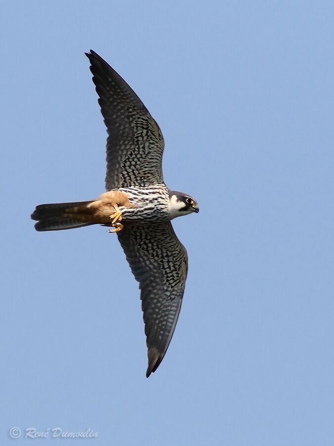 Eurasian Hobbyadult, Flight