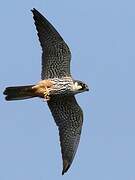 Eurasian Hobby