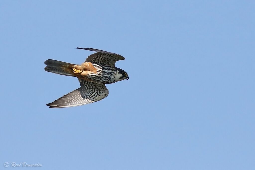 Eurasian Hobbyadult, Flight