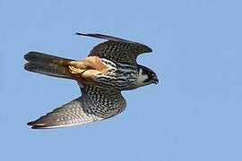 Eurasian Hobby