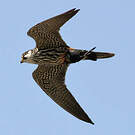Eurasian Hobby