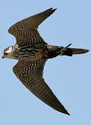 Eurasian Hobby