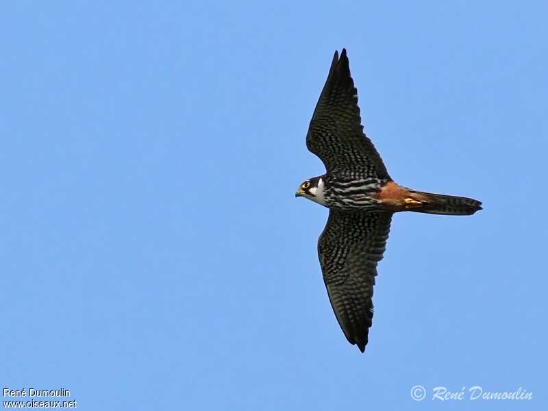 Eurasian Hobbyadult, Flight