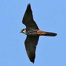 Eurasian Hobby