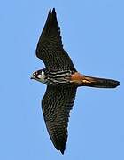 Eurasian Hobby