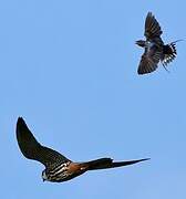 Eurasian Hobby