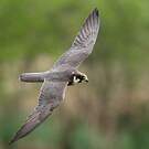 Eurasian Hobby