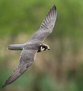 Eurasian Hobby